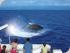 Poseidon Cruises -