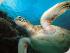Poseidon Cruises -