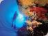 Poseidon Cruises -