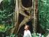 Rainforest 4WD Eco Safari -