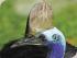 Cape Trib & Daintree -
