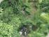 Cape Trib & Daintree -