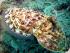 Reef Experience - 