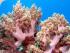 Reef Experience - 