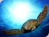 Reef Experience - 