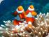 Reef Experience - 
