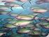 Reef Experience - 