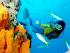 Reef Experience - 