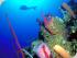 Reef Experience - 