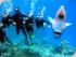 Reef Experience - 