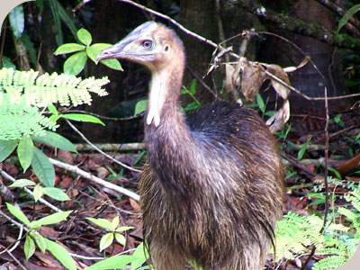 Daintree Wonder Tours - Cassowary Chick