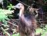 Daintree Wonder Tours - Cassowary Chick