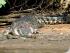 Daintree Wonder Tours - Estuarine Crocodile
