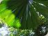 The Elandra - TROPICAL GARDENS