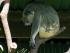 Wildlife Habitat - 