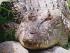Wildlife Habitat - 