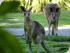 Wildlife Habitat - 