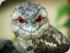 Wildlife Habitat - 