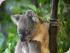 Wildlife Habitat - 