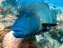 Cruise Whitsundays - 
