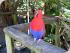 Cape Trib & Tablelands Combo -
