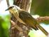 Frankland Island Transfers -
