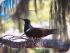 Heron Island Resort - 