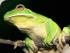 Croc Spotting Night Walk - 