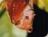 Croc Spotting Night Walk - 