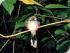 Croc Spotting Night Walk - 