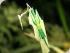Croc Spotting Night Walk - 