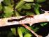 Croc Spotting Night Walk - 