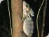 Croc Spotting Night Walk - 