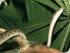 Croc Spotting Night Walk - 