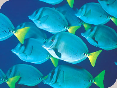 Fantasea Reefsleep - 