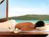 Qualia - 