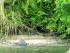 Crocodile Express -