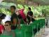 Crocodile Express -