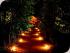 Rainforest Dining Experience - 