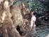 Half Day Rainforest Walk -