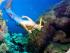 14 Day Green Island Pass -