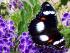 Kuranda Wildlife Experience -