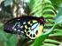 Kuranda Wildlife Experience -