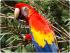 Kuranda Wildlife Experience -
