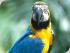 Kuranda Wildlife Experience -