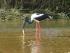 Crocodile Express -