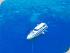Get High Up Top & Dive Down Under - 