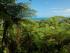 Daintree Magic -
