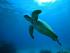 Calypso Adventures - 