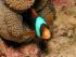 Calypso Adventures - 
